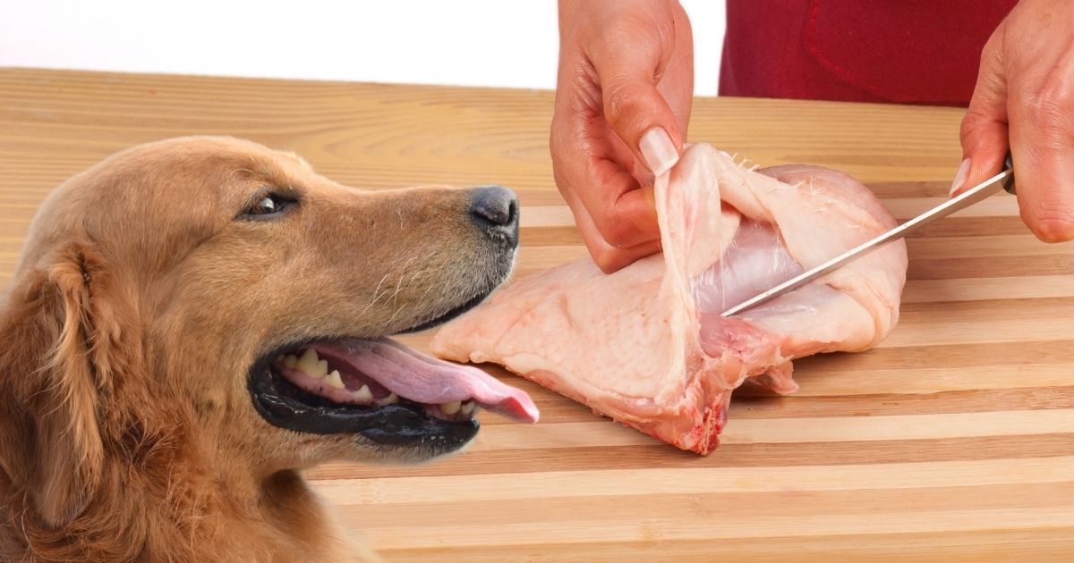 Can Dogs Eat Chicken Skin What You Should Know