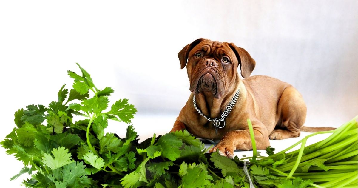 Can Dogs Eat Cilantro? Is Cilantro Bad For Dogs?