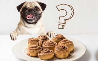 Can Dogs Eat Cinnamon Rolls? The Good & The Bad