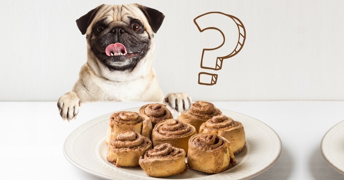 Can Dogs Eat Cinnamon Rolls The Good & The Bad