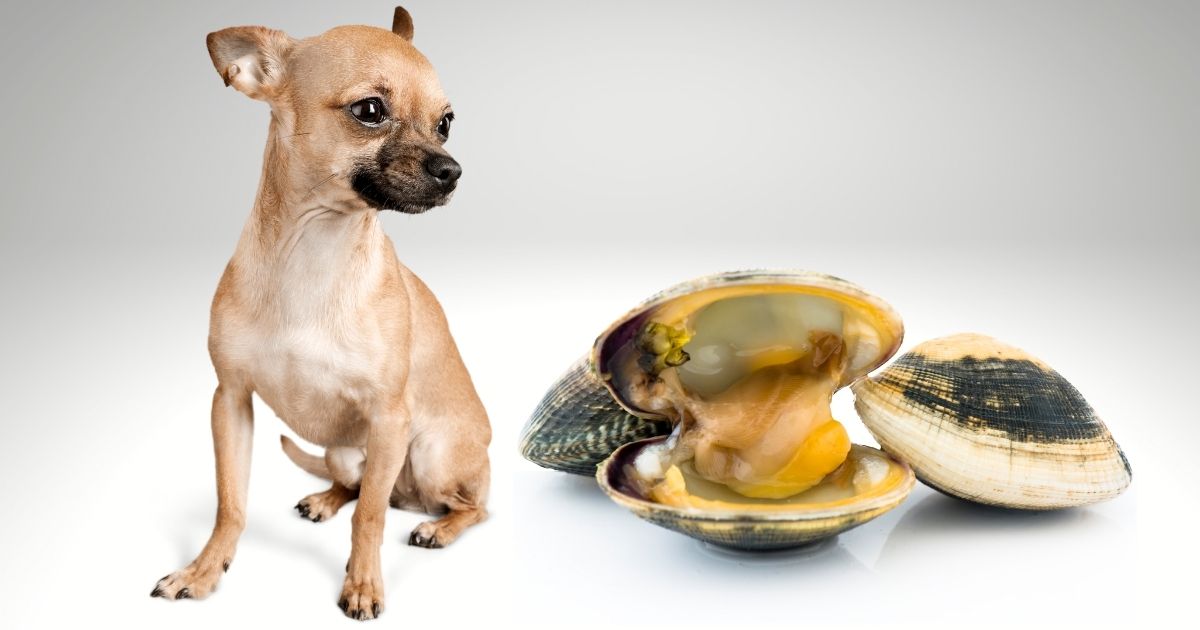Can Dogs Eat Clams? Is Clam Chowder Bad For Dogs?