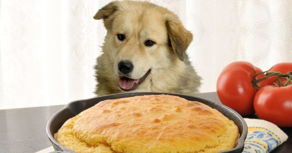 Can Dogs Eat Cornbread The Good & The Allergy