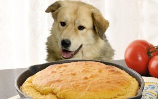 Can Dogs Eat Cornbread? The Good & The Allergy