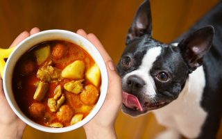 Can Dogs Eat Curry? Is Curry Powder Bad For Dogs?