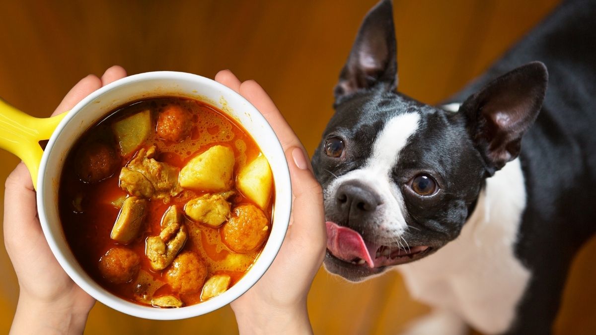 Is Curry Bad For Dogs