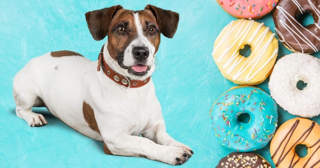 Can Dogs Eat Donuts? Will Donuts Hurt Dogs? Puplore