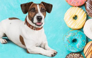 Can Dogs Eat Donuts? Will Donuts Hurt Dogs?