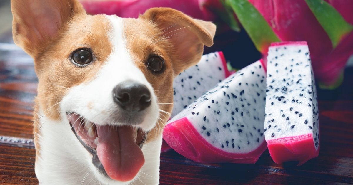 Can Dogs Eat Dragon Fruit? Is It Good For Them?