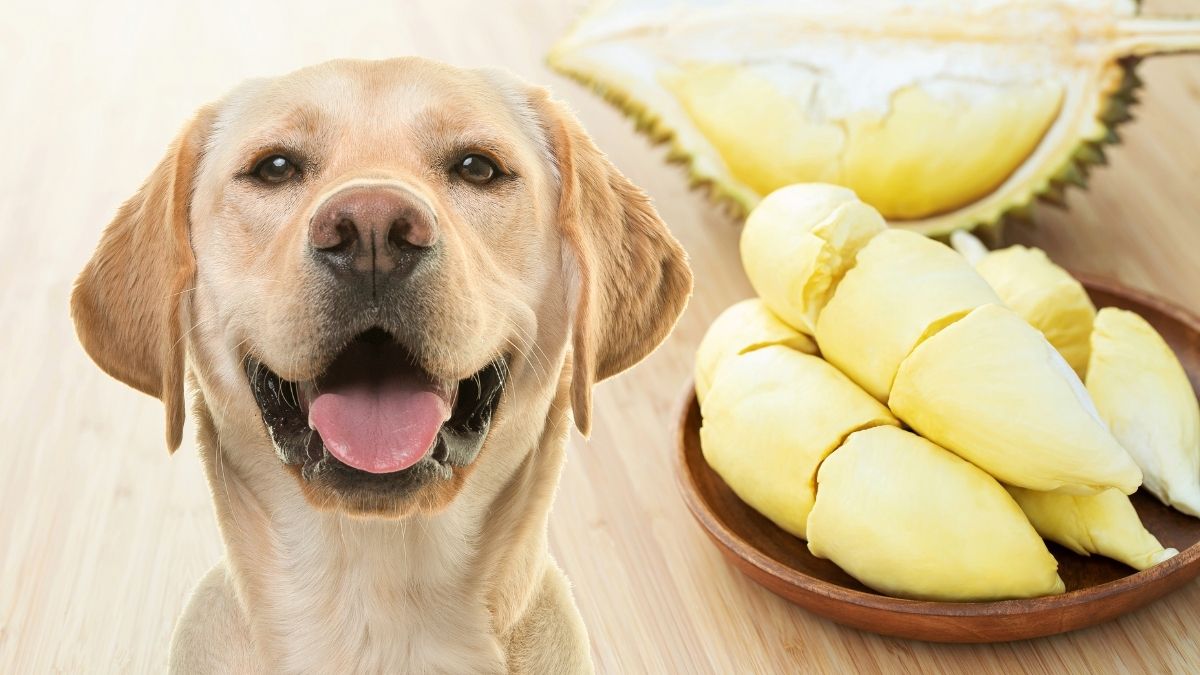 Can Dogs Eat Durian? Is Durian Fruit Toxic To Dogs?
