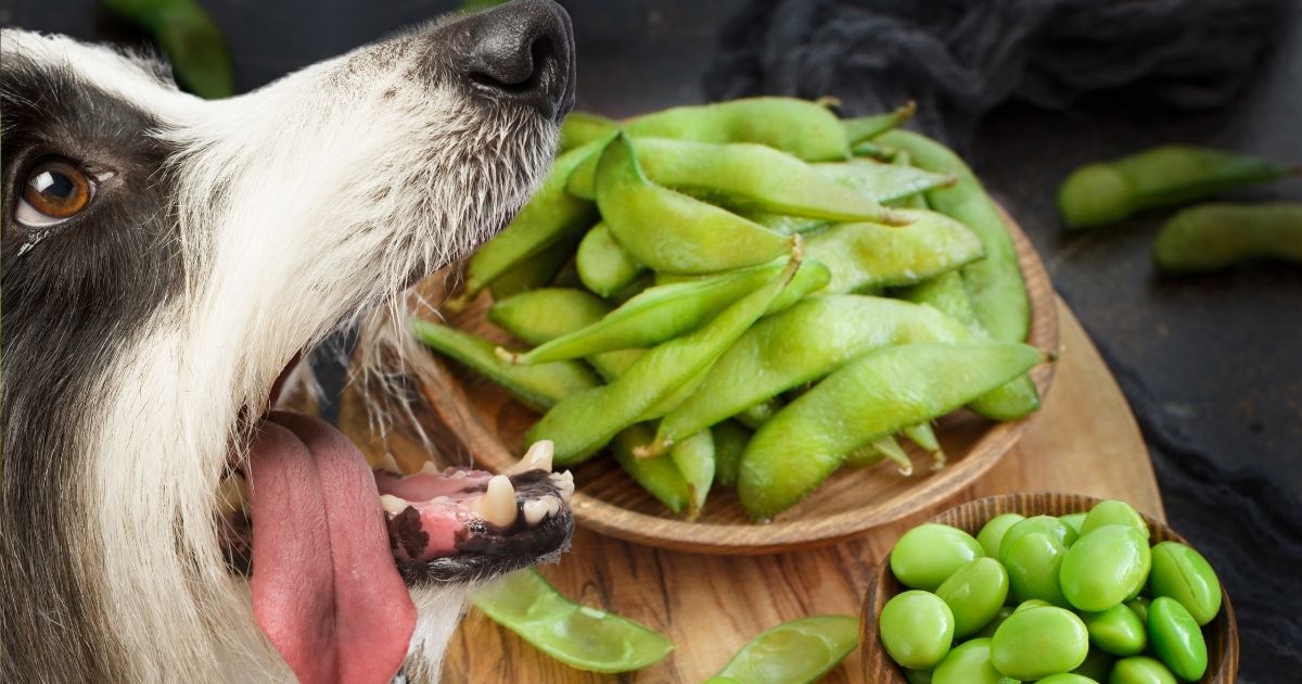 are edamame pods safe for dogs