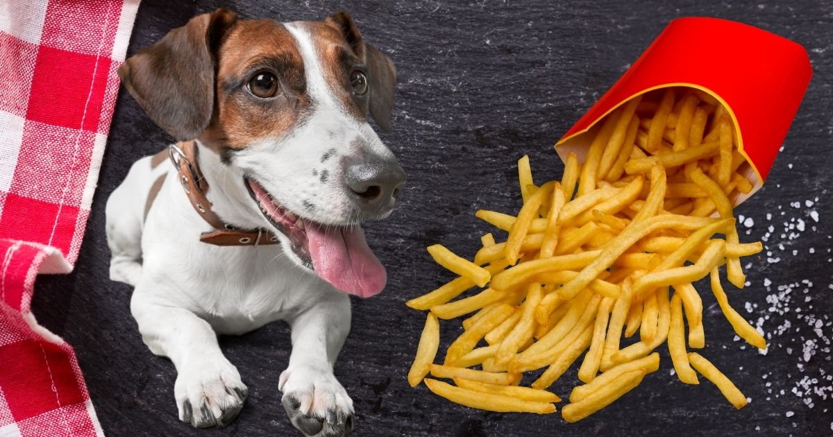 Can Dogs Eat French Fries? Are French Fries Bad For Dogs?