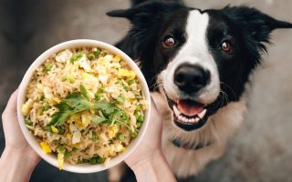 Can Dogs Eat Fried Rice? Read This First