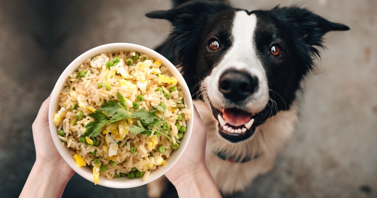 Can Dogs Eat Fried Rice? Read This First Puplore