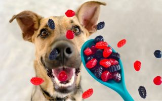 Can Dogs Eat Fruit Snacks? (Welch’s, Gummy, Motts)
