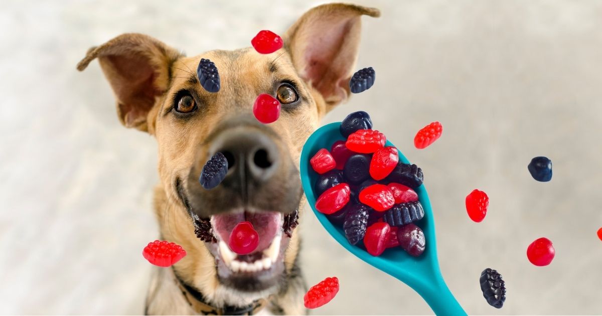 Can Dogs Eat Fruit Snacks? (Welch's, Gummy, Motts)