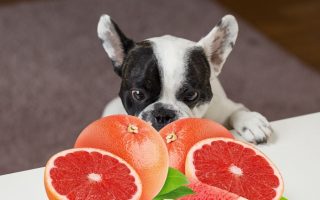 Can Dogs Eat Grapefruit? Will It Hurt Your Pooch?