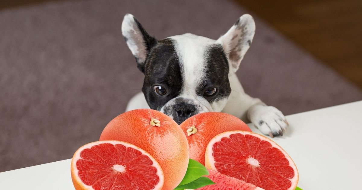 Can Dogs Eat Grapefruit? Will It Hurt Your Pooch?