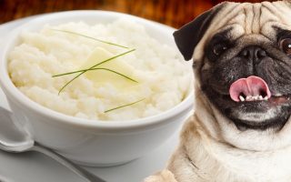 Can Dogs Eat Grits? Are Grits Safe For Dogs?