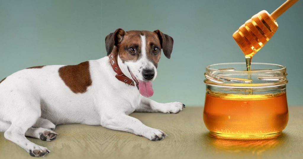 Can Dogs Eat Honey? Is Honey Safe For Dogs? Puplore