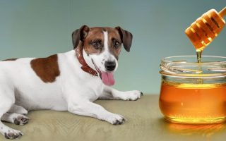 Can Dogs Eat Honey? Is Honey Safe For Dogs?
