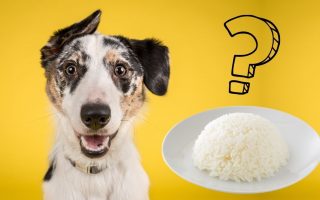 Can Dogs Eat Jasmine Rice? (White & Brown)