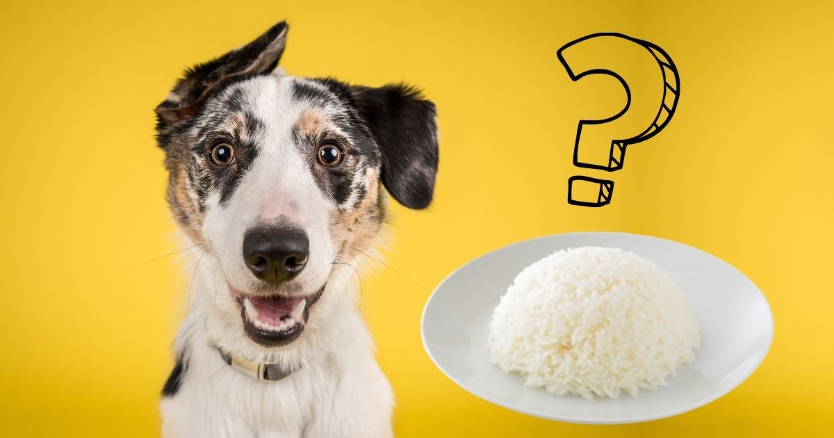 Can Dogs Eat Jasmine Rice? (White & Brown)