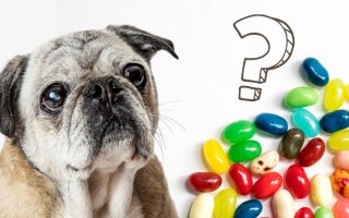 Can Dogs Eat Jelly Beans? The Sweet Advice