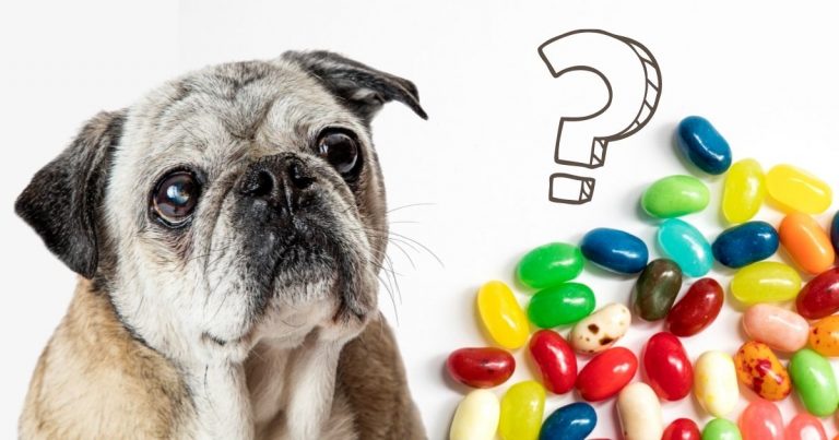 Can Dogs Eat Jelly Beans? The Sweet Advice | Puplore