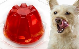Can Dogs Eat Jelly? Is Jelly Bad For Dogs?
