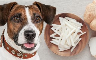 Can Dogs Eat Jicama? The Juicy & Crunchy Facts