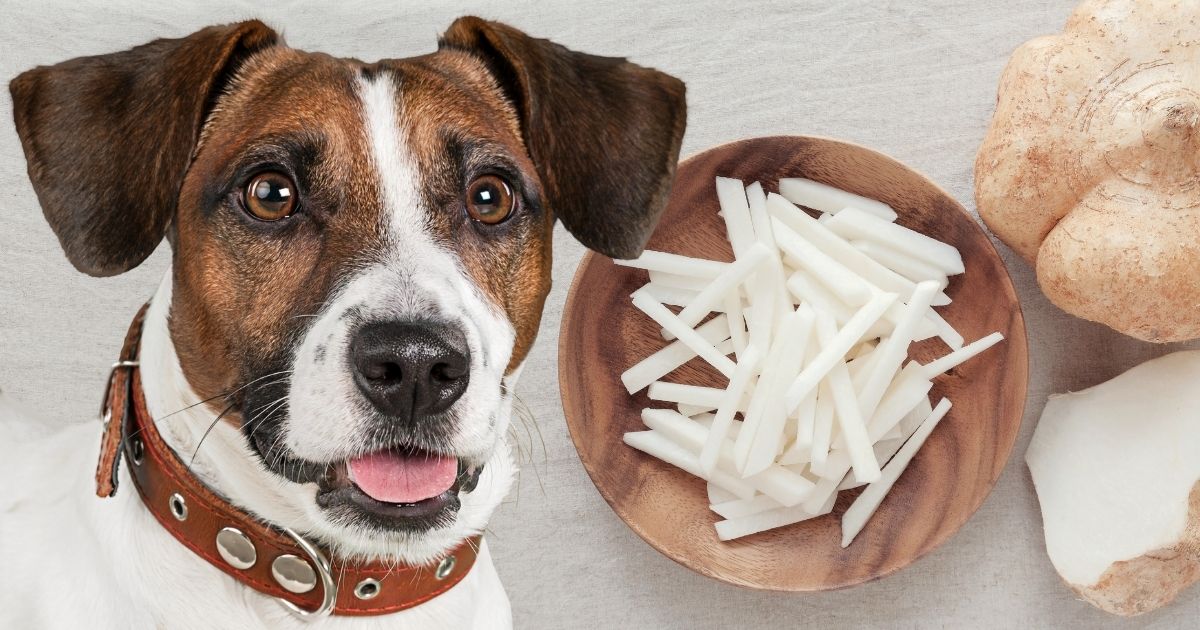 Can Dogs Eat Jicama The Juicy & Crunchy Facts