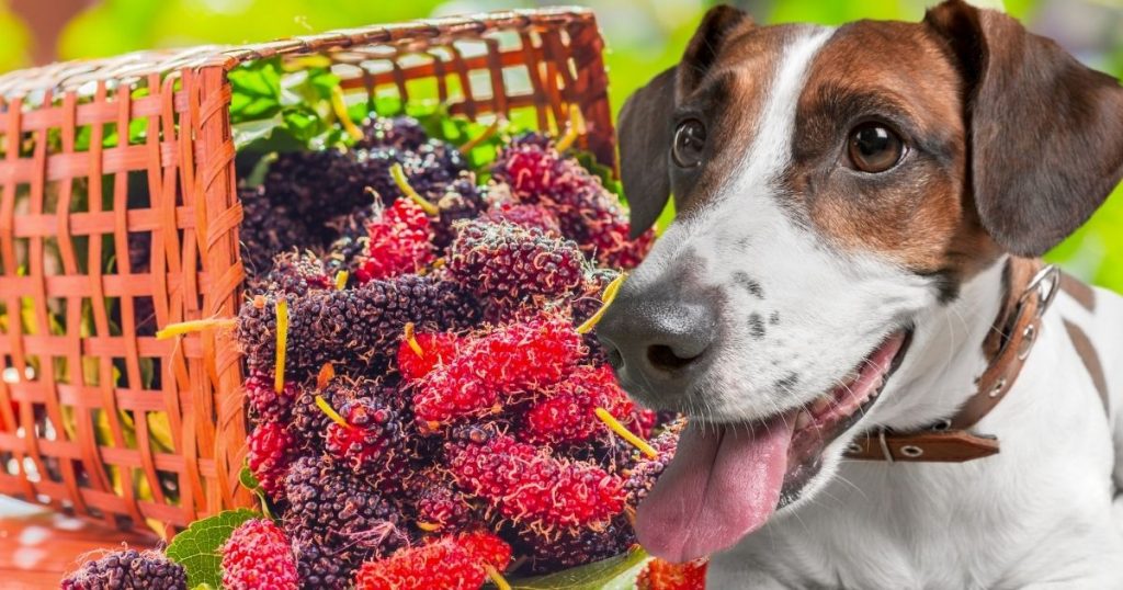 Can Dogs Eat Mulberries Are Mulberries Toxic To Dogs
