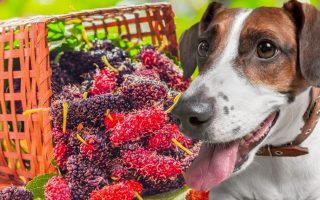 Can Dogs Eat Mulberries? Are They Toxic To Dogs?