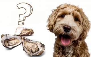 Can Dogs Eat Oysters? (Raw, Smoked Or Cooked)