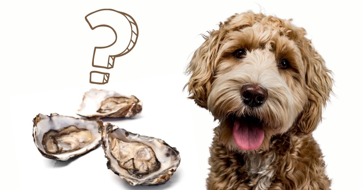Can Dogs Eat Oysters (Raw, Smoked Or Cooked)
