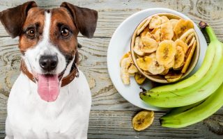 Can Dogs Eat Plantains? (Chips, Fried or Boiled)