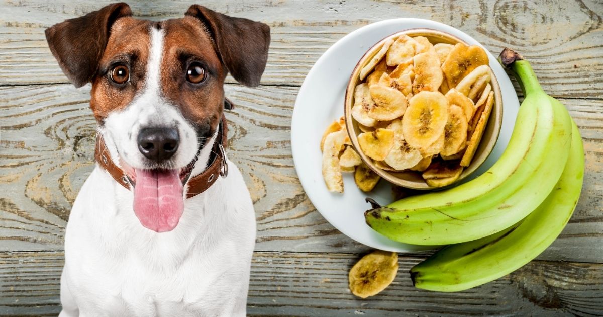 Can Dogs Eat Plantains (Chips, Raw, Fried or Boiled)