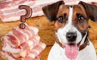 Can Dogs Eat Raw Bacon? Potential Risk Or Not?
