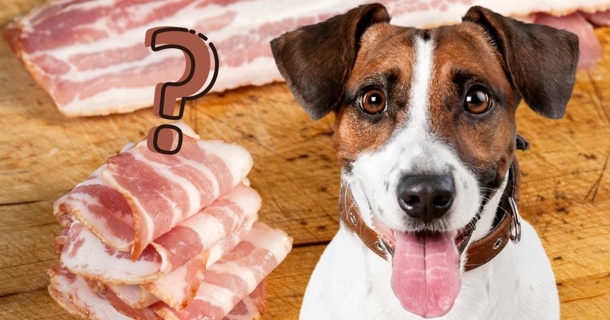 Can Dogs Eat Raw Bacon