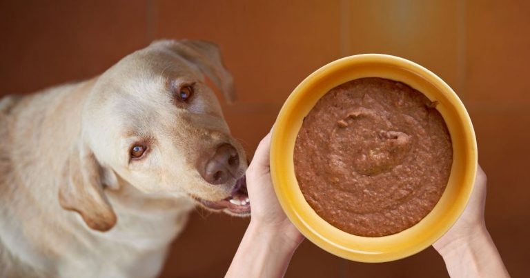 Dogs Eat Refried Beans