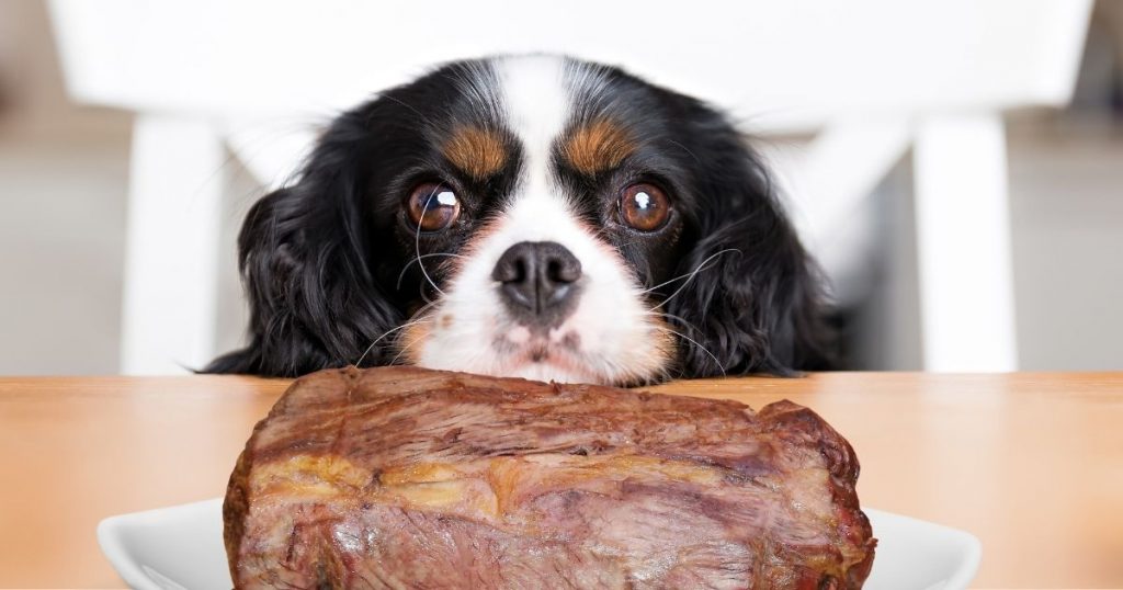 Can Dogs Eat Roast Beef What Experts Say