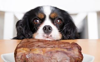 Can Dogs Eat Roast Beef? What Experts Say