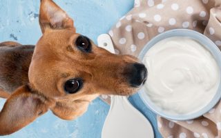 Can Dogs Eat Sour Cream? The Good & The Bad
