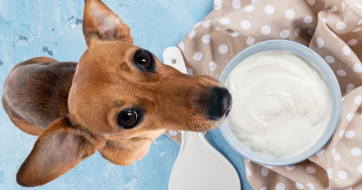 Can Dogs Eat Sour Cream The Good & The Bad
