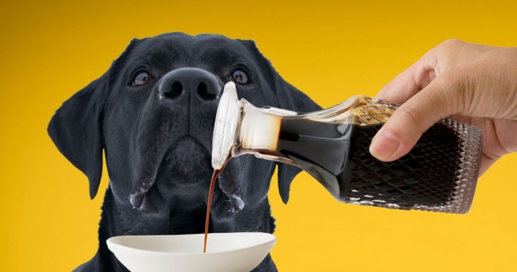 Can Dogs Eat Soy Sauce? Is Soy Sauce Bad For Dogs? Puplore