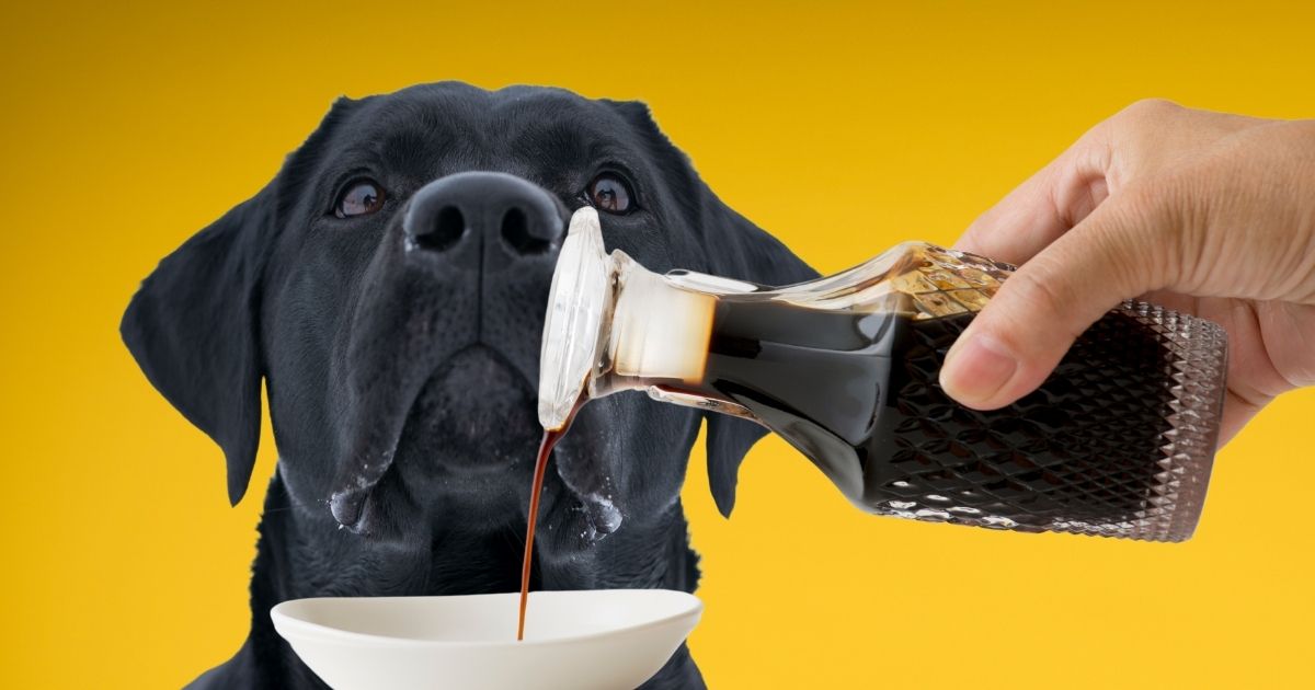 Can Dogs Eat Soy Sauce Is Soy Sauce Bad For Dogs