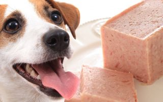 Can Dogs Eat Spam? Is Spam Bad For Dogs?