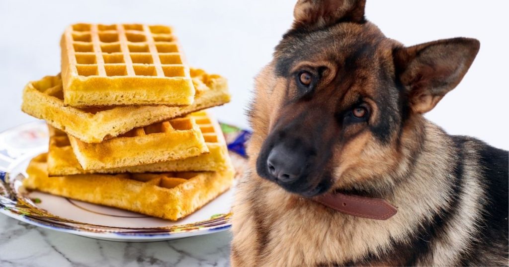 Can Dogs Eat Waffles Are Waffles Safe For Dogs Puplore