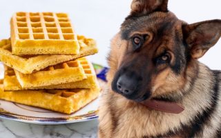 Can Dogs Eat Waffles? Are Waffles Safe For Dogs?
