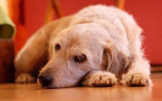 Can Dogs Get Dementia? Dog Dementia Symptoms & Treatment